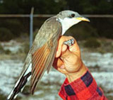 Cuco (Cuculus canorus)