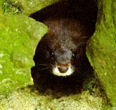 Visón europeo (Mustela Lutreola)