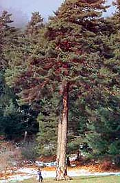 Pino albar (Pinus sylvestris)