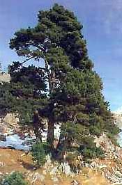 Pino negro (Pinus uncinata)
