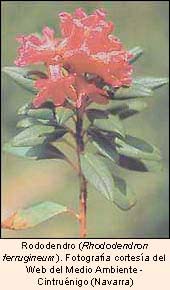 Rododendro (Rhododendron ferrugineum) - Fotografía cortesía del Web del Medio Ambiente - Cintruénigo - Navarra