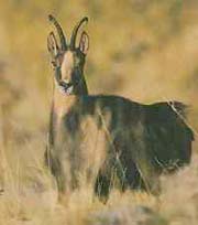 Sarrio (Rupicapra pyrenaica)