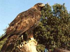 Águila Real