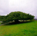 Encina