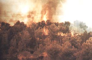 Incendio forestal