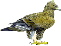 Aguila real