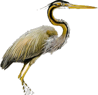 Garza imperial