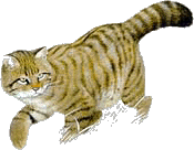 Gato montes