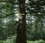 Roble
