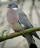 Columba palumbus