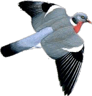 Paloma torcaz (Columba palumbus)