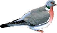 Paloma torcaz (Columba palumbus)