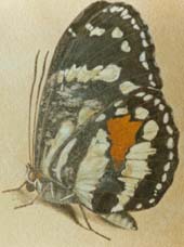 Argazkia