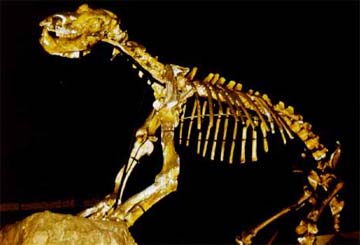 Ursus spelaeus. Troskaeta kobazuloan (Ataun)