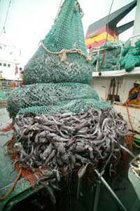 Pesca de arrastre de profundidad, buque Iván nores, lugar Atlántico Norte