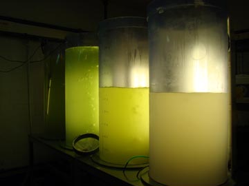 Artemia