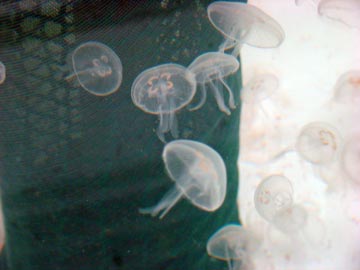 Medusas