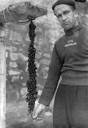 Trabajador del Aquarium con huevos de sepia
