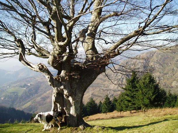 Los árboles trasmochos son típicos de la cultura verbenera, donde las ramas que saca se van cortando cada cierto número de años sin necesidad de cortar todo el árbol