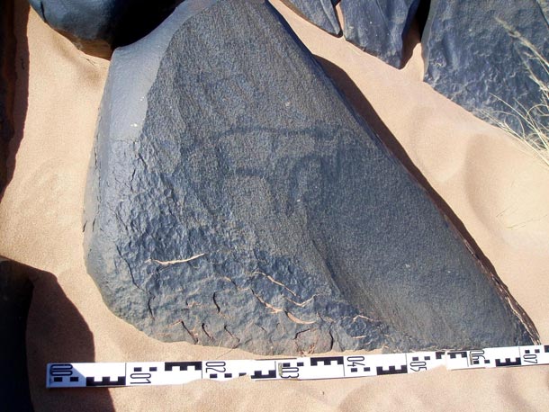 Un bovino mirando a la derecha, grabado con técnica de piqueteado, en uno de los bloques dioríticos del relieve de Gnefisa Oum Agraid (Duguech)
