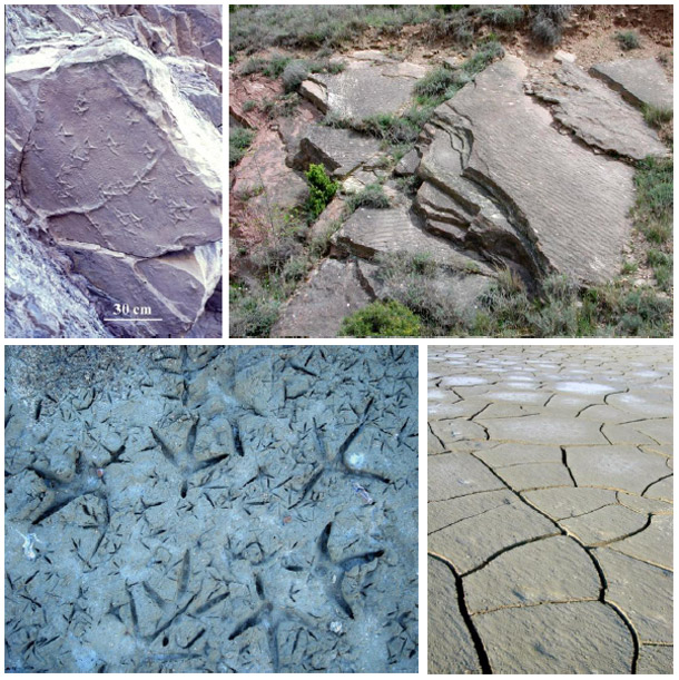 Fósiles de pisadas de aves y pisadas de aves acuáticas
